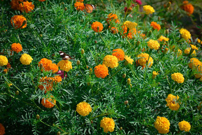 Close-up of fresh orange flowers