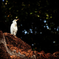 Close-up of bird perching on rock