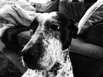 Close-up portrait of a dog