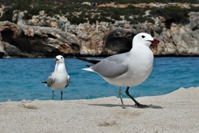 Seagulls patrolling the beach.