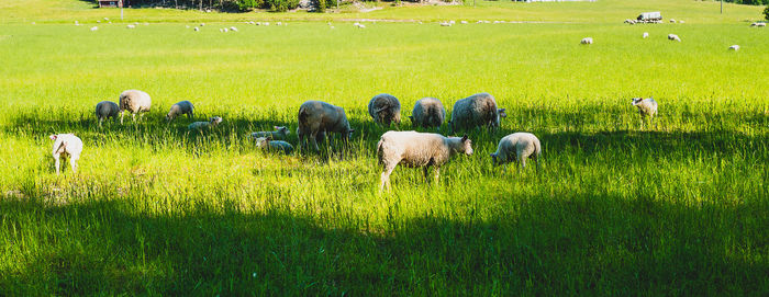 Flock of sheep grazing on field