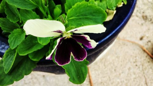 High angle view of lily blooming outdoors