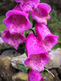 Close-up of pink flowers blooming outdoors