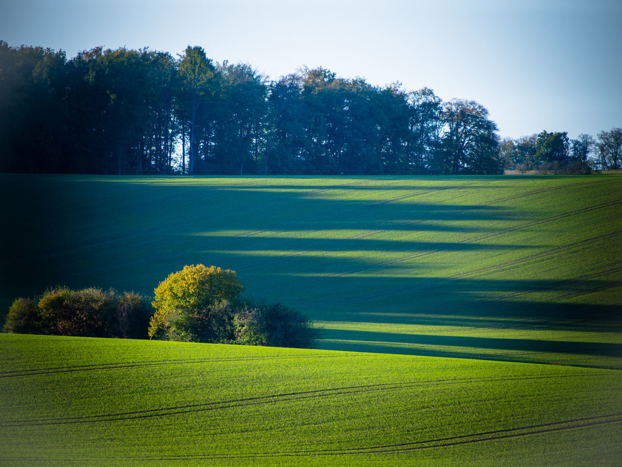 TREES GROWING ON FIELD AGAINST SKY