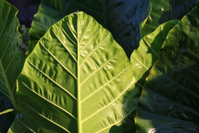 High angle view of leaves