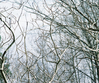 Low angle view of bare trees during winter