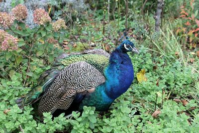 Close-up of peacock