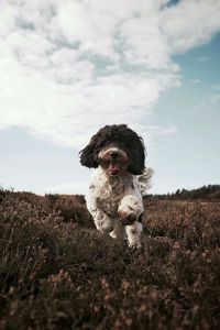 Portrait of dog on field