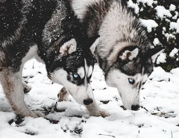 View of dogs on snow covered land