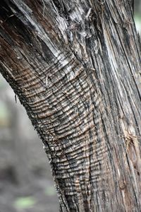 Close-up of tree trunk