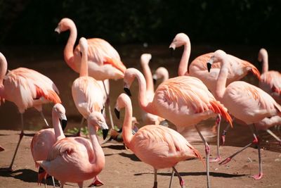 View of birds in lake