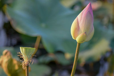 Close-up of lotus lily blooming outdoors