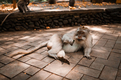 Balinese long tailed monkey relaxing and eating