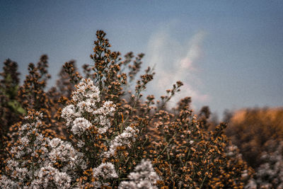 Close-up of snow on plants against sky