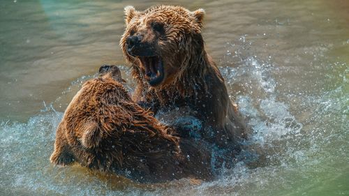 High angle view of bears fighting in river