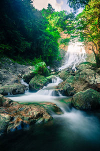 Scenic view of waterfall in forest