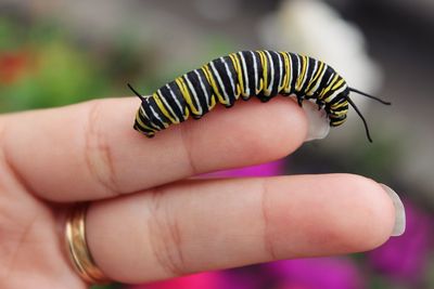 Close-up of human hand holding small leaf