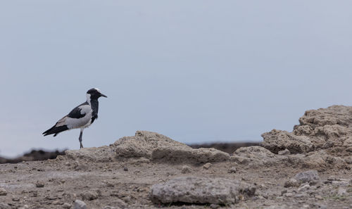 A blacksmith lapwing in etosha, a national park of namibia