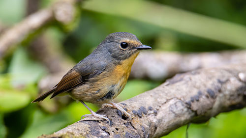 Nature wildlife bird species of snowy browed flycatcher perch on branch which is found in borneo