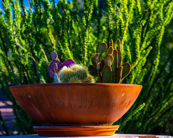Close-up of potted cactus plant in pot