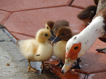 Close-up of muscovy duck and ducklings