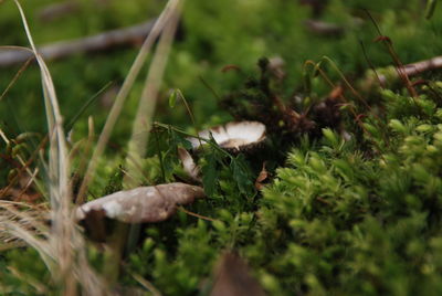 Close-up of plant