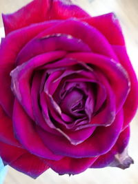 Close-up of pink rose blooming outdoors