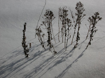 High angle view of trees on snowy landscape