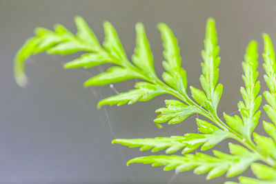 Close-up of fresh green plant