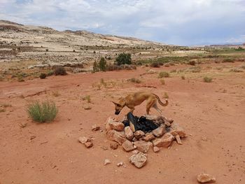 View of crab on desert land