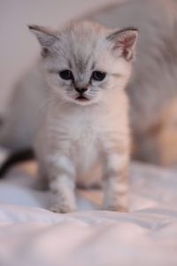 British shorthaired kitten 