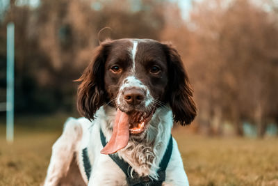 Portrait of dog sticking out tongue outdoors