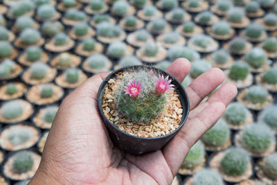 Close-up of hand holding succulent plant