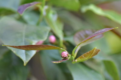 Close-up of flowering plant leaves