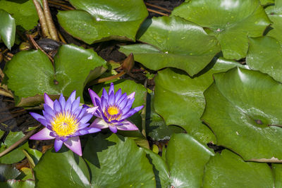 Close-up of lotus water lily in pond