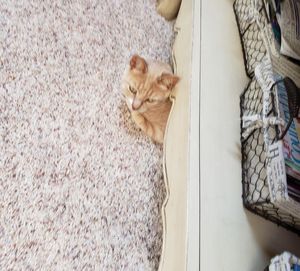 High angle portrait of cat relaxing on floor