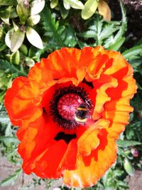 Close-up of orange flower blooming outdoors