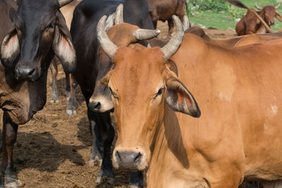 Close-up of horse