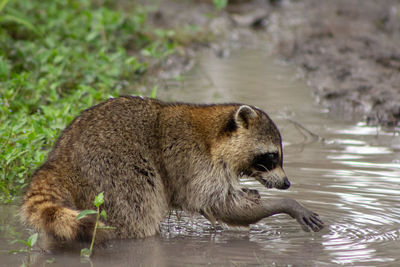 Raccoon close-up washing up after eating fish