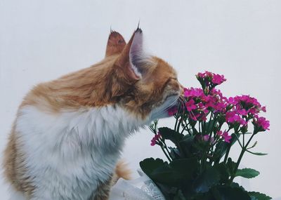 Close-up of cat smelling pink flowers against white wall