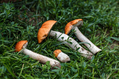 Close-up of mushroom growing on field