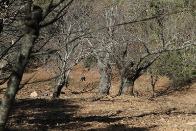 Bare trees on landscape