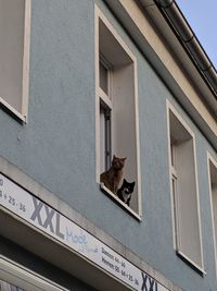 Low angle view of cat sitting on building window