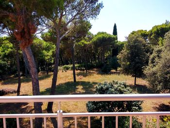 Trees by plants against sky
