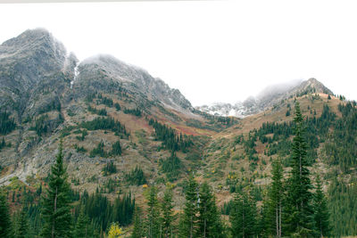 Low angle view of trees on mountain against sky