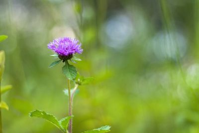 Close-up of purple flowers