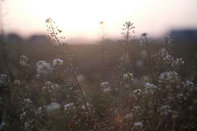 Close-up of plant growing on field at sunset