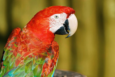 Macaw iv , cayo saetia - cuba