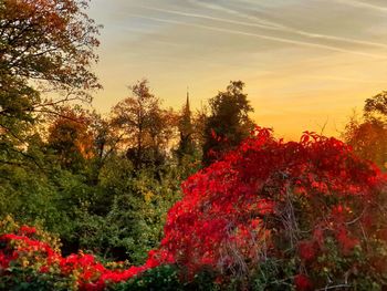 Red flowering plants in garden against sky during sunset