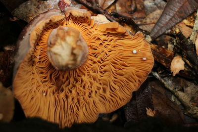 Close-up of mushrooms growing on plant